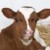 Profile picture of Rebecca Sears